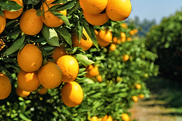 Disminuyen las exportaciones de cítricos en el país