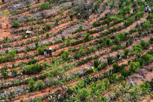 En Brasil agricultores convierten un desierto en un bosque.