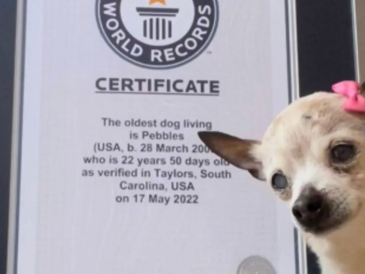 Murió a los 22 años la perra más longeva del mundo