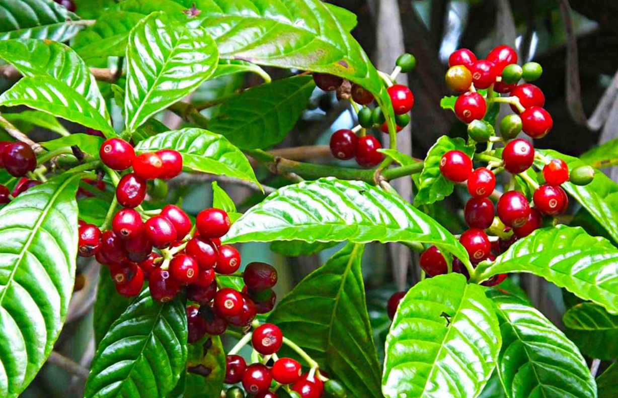 Inflación y huracanes: los desafíos que enfrenta la industria cafetalera de Centroamérica