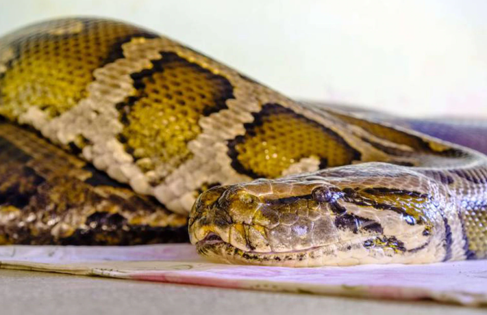 Hallan el cuerpo de una mujer en el estómago de una enorme serpiente pitón en Indonesia