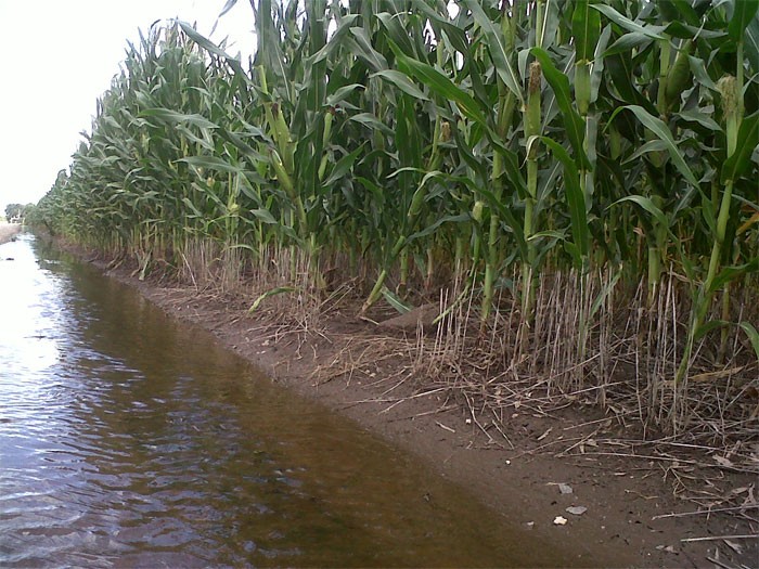 Si continúan las invasiones Honduras se quedará sin comida, asegura CCIT