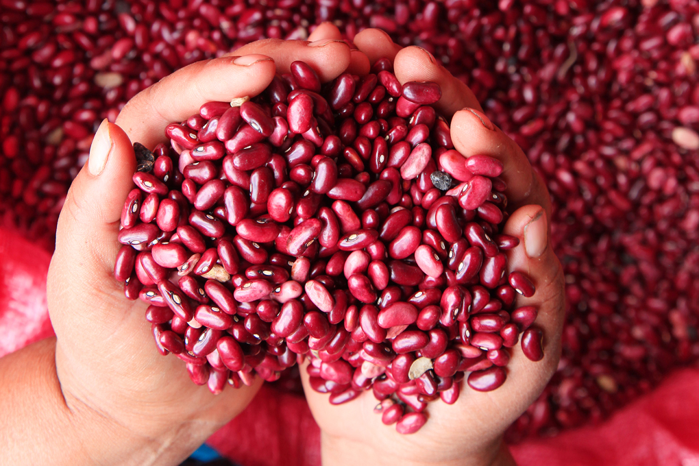 Honduras importa frijol de Nicaragua