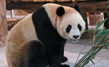 Qatar primer país con pandas gigantes chinos en Oriente Medio
