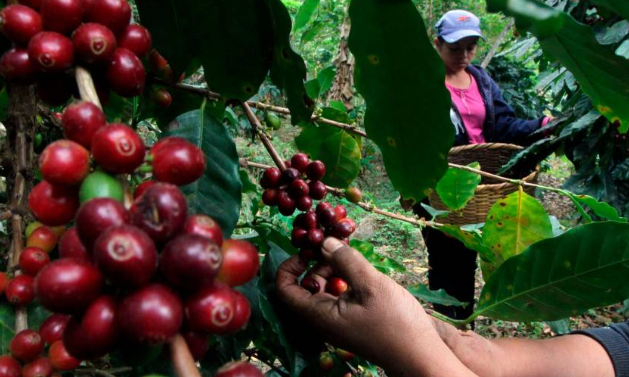 SAG continúa entrega de Bono Cafetalero en el territorio nacional SAG continúa entrega de Bono Cafetalero en el territorio nacional
