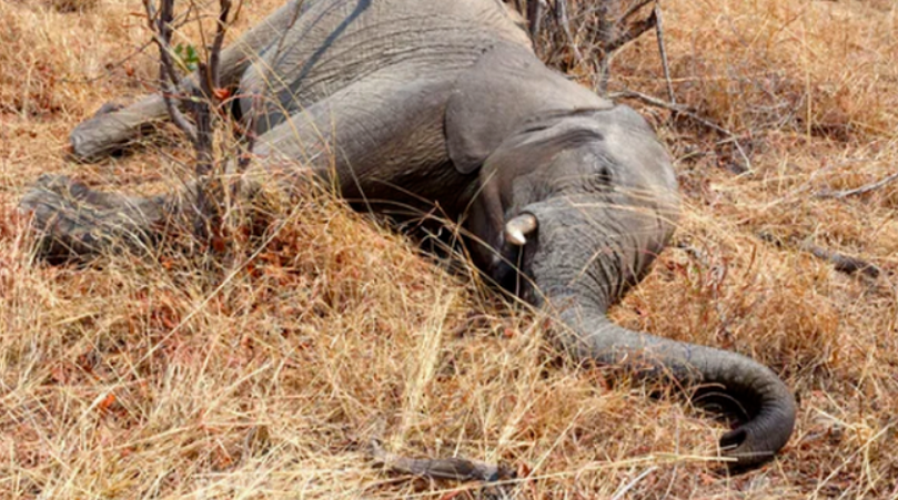 La sequía en Kenia provocó la muerte de 205 elefantes y otros 1.030 animales salvajes
