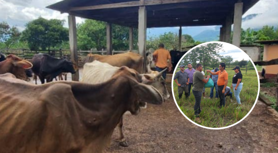 Bono Ganadero beneficiará a unos 13 mil pequeños productores pecuarios del país