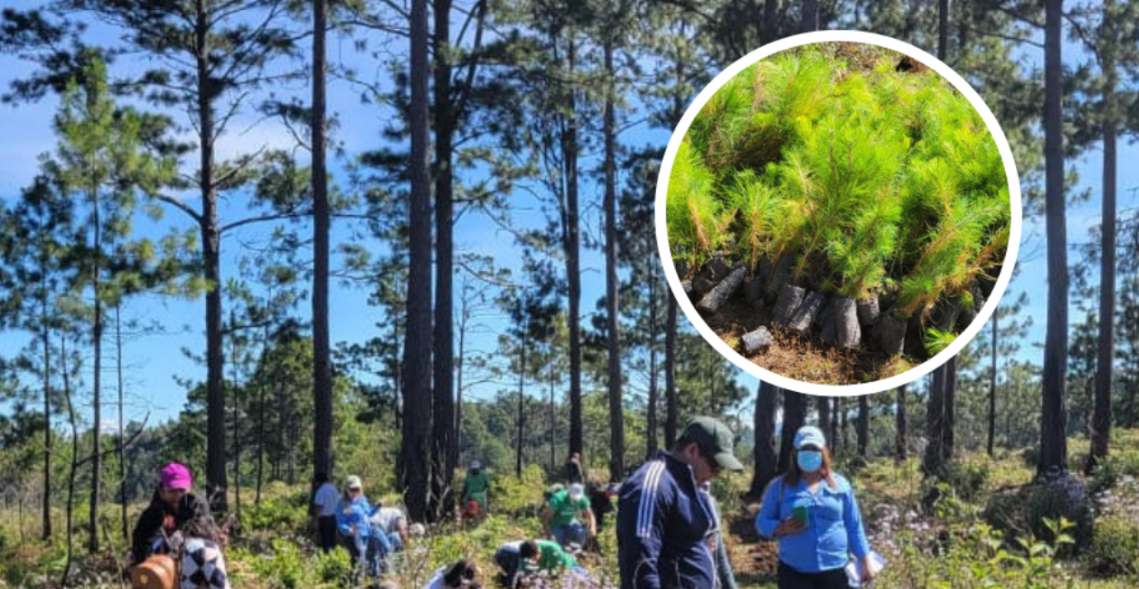 SANAA realiza jornada de reforestación en Ojojona