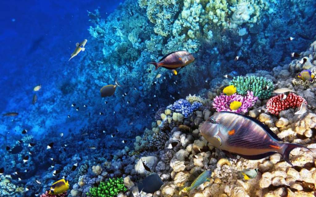 Más de dos mil metros cuadrados serán restaurados en el arrecife coralino