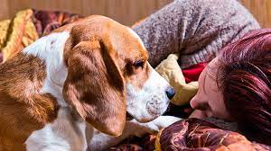 ¿Sabías que tu perro percibe que estas estresado?