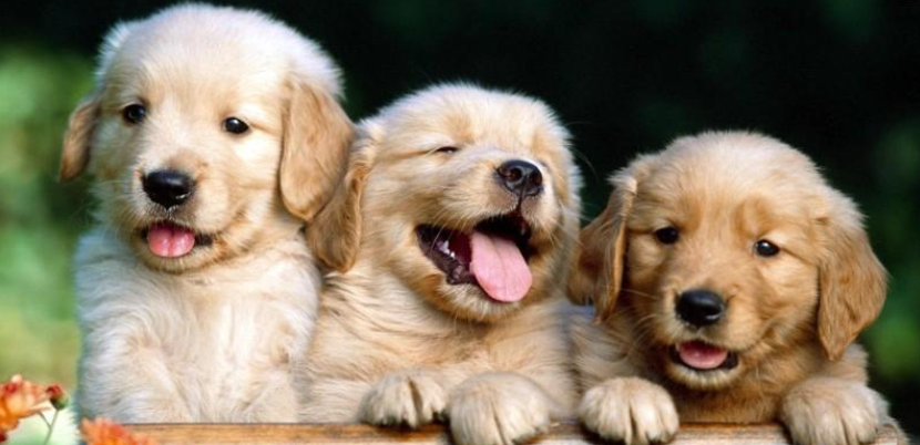 Los perros “lloran” de alegría al reunirse con sus propietarios