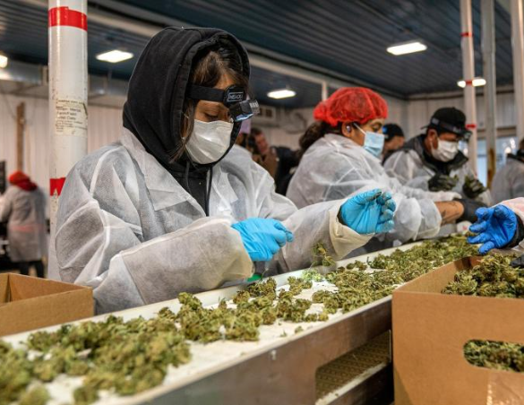 La primera cosecha de marihuana de Nueva York ya está lista para ser vendida