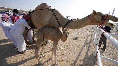 ¡ALERTA EN QATAR! “Virus del camello” la enfermedad que tiene preocupado al plantel de Francia.