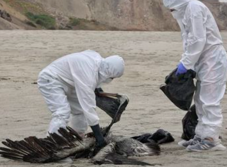 Gripe Aviar pone en alerta a las autoridades hondureñas