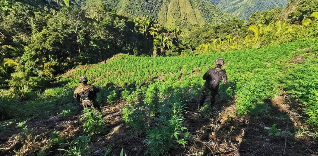 FFAA aseguran dos manzanas de plantación de marihuana en Colón FFAA aseguran dos manzanas de plantación de marihuana en Colón