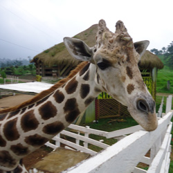 Muere «Big Boy» la famosa jirafa del Zoológico Joya Grande