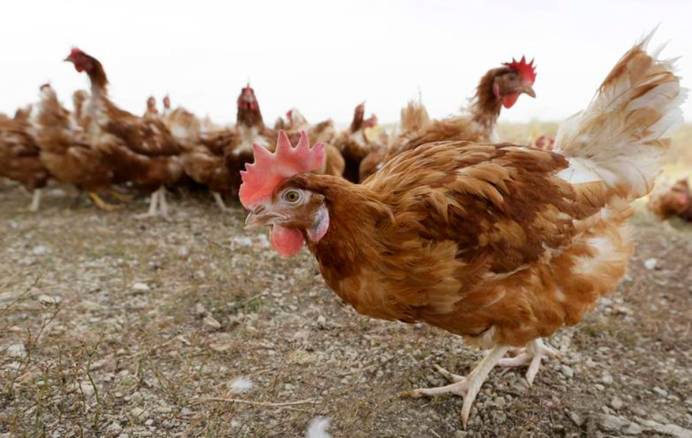 Primer caso de gripe aviar en humanos; Ecuador sacrifica 8 mil aves