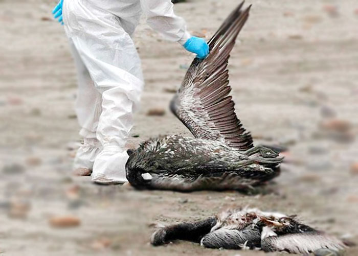 Influenza aviar detectada en Honduras puede convertirse en pandemia Influenza aviar detectada en Honduras puede convertirse en pandemia