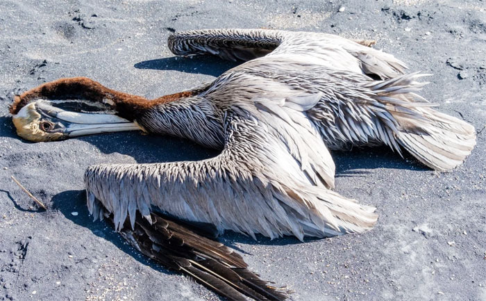 Preocupación por la muerte de pelícanos en Cortés Preocupación por la muerte de pelícanos en Cortés
