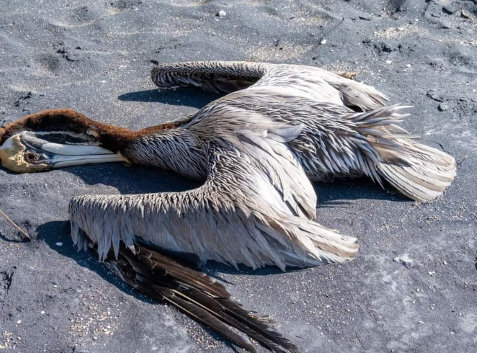 Autoridades declaran emergencia sanitaria por gripe aviar