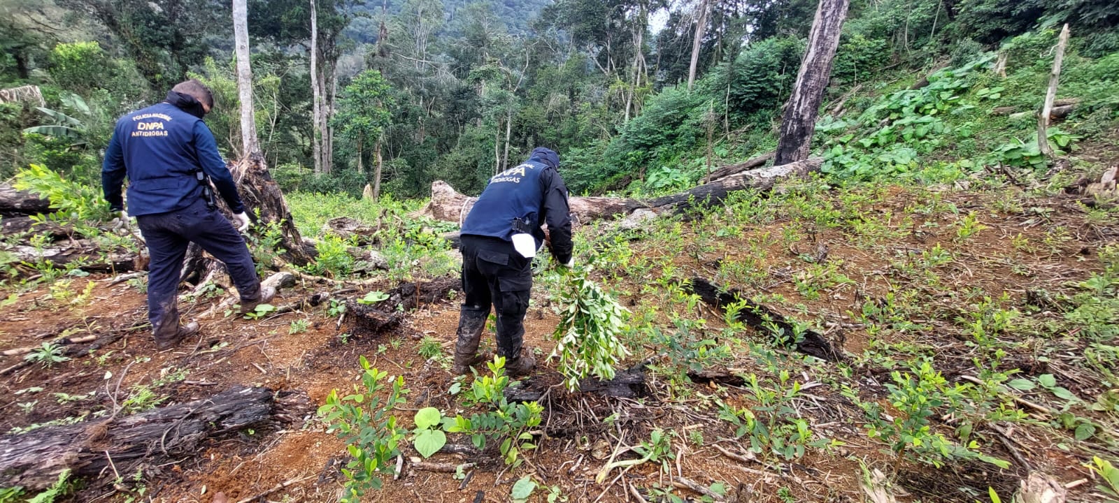 Agentes antidrogas de la Policía Nacional localizan plantación con 21,000 arbustos de coca en Yoro