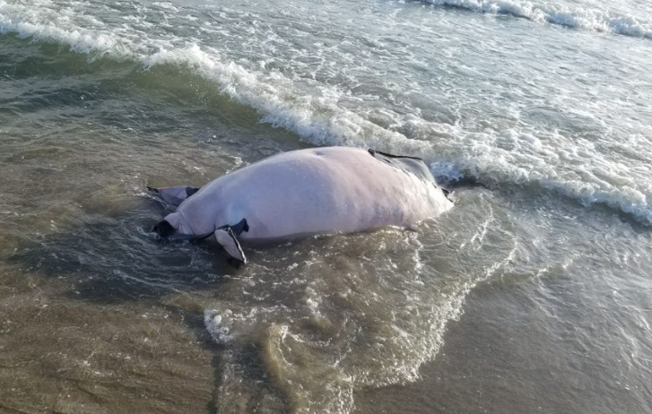 Aumentan a cuatro el número de manatíes muertos en Puerto Cortés Aumentan a cuatro el número de manatíes muertos en Puerto Cortés
