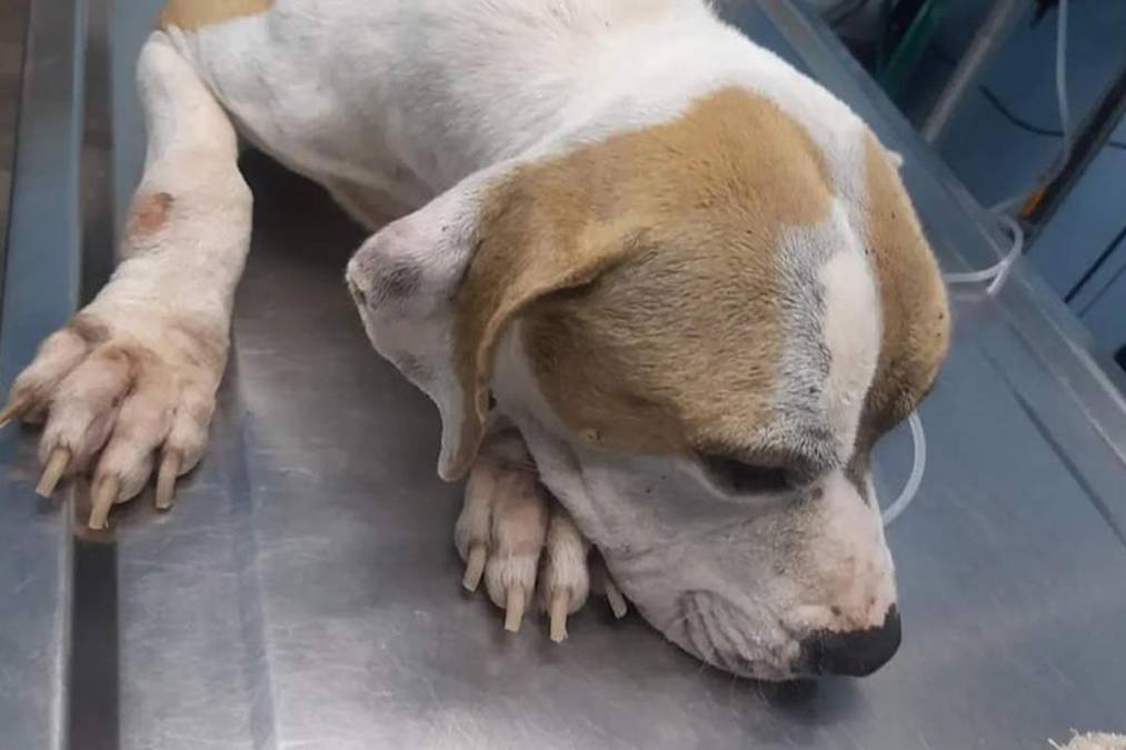 ¡Aberrado! Capturan a un hombre por abusar sexualmente de una perrita ¡Aberrado! Capturan a un hombre por abusar sexualmente de una perrita