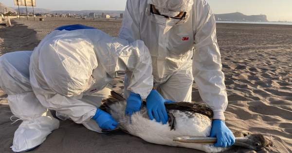 Dos manatíes muertos además de pelícanos, reportan ambientalista en Caribe de Honduras