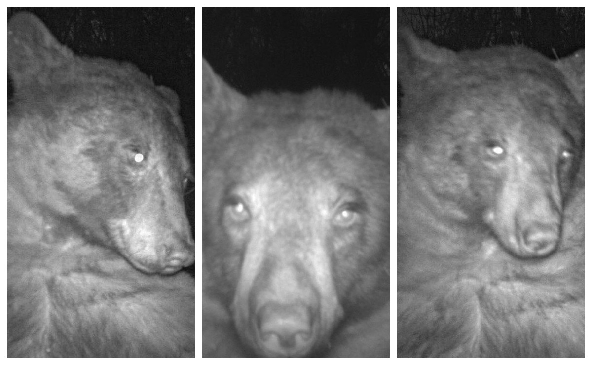 Un oso se toma 400 selfies en una cámara de seguimiento