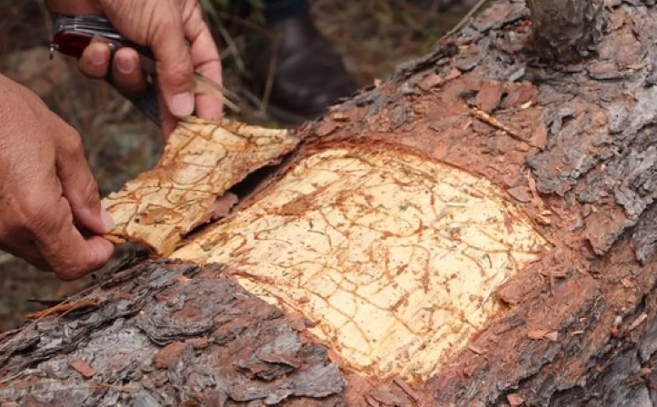 Al menos ocho municipios del departamento de Lempira registran daños en sus bosques por plaga del gorgojo descortezador