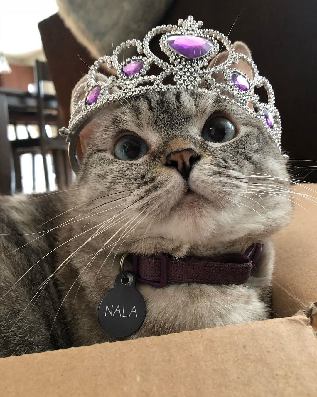 La historia de Nala, la gata que fue rescatada de un refugio y ahora factura millones de dólares