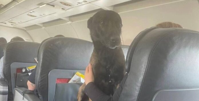 Héroe canino que salvó vidas en Turquía viaja en primera clase Héroe canino que salvó vidas en Turquía viaja en primera clase