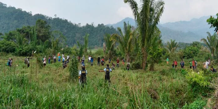 800 manzanas de tierra son invadidas a productor en Atlántida