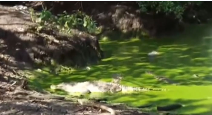 ATIC investiga muerte de 30 cocodrilos en Cortés ATIC investiga muerte de 30 cocodrilos en Cortés