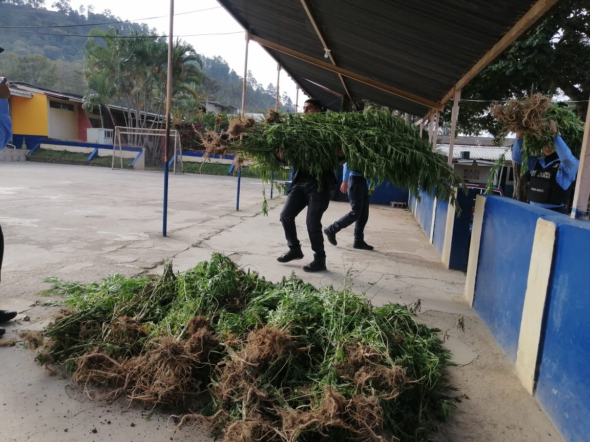 Decomisan más de 200 plantas de supuesta marihuana en El Paraíso