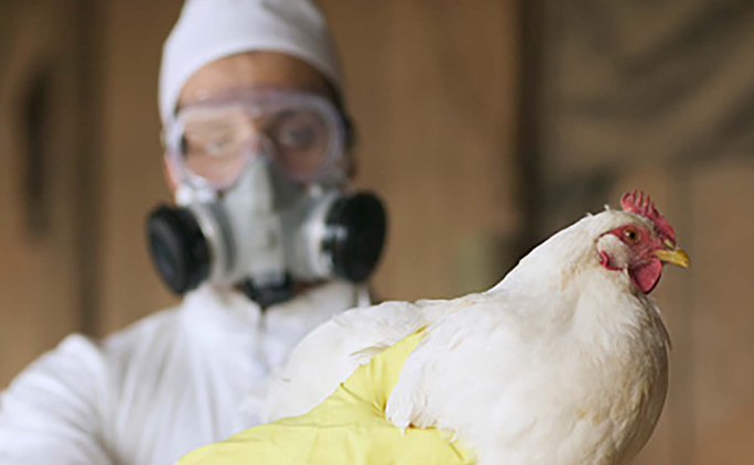 OMS en alerta ante los crecientes brotes de gripe aviar en mamíferos