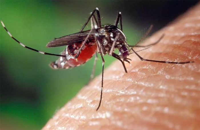 Paraguay, con 28 muertes, en alerta ante mortalidad de brote de chikunguña Paraguay, con 28 muertes, en alerta ante mortalidad de brote de chikunguña