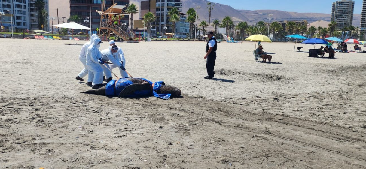 Gripe aviar: estudios advierten la posibilidad de que el virus H5N1 se transmita entre mamíferos