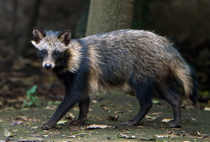 Nuevos datos vinculan los orígenes de la pandemia con perros mapache en el mercado de Wuhan