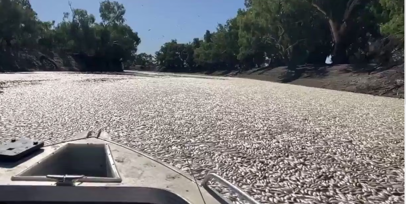 Millones de peces muertos aparecieron el río Darling de Australia.