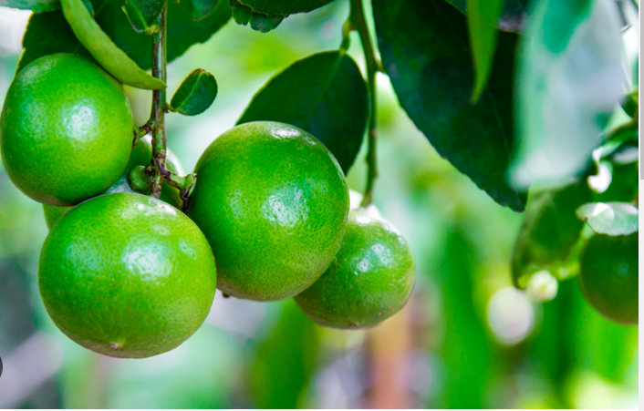 Ni limonadas podrán tomar los hondureños, un limón podría llegar a costar 15 lempiras