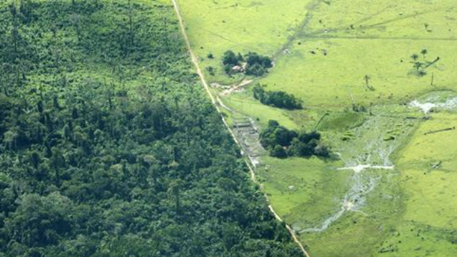 FAO: Centroamérica es un ejemplo regional de la lucha contra la deforestación