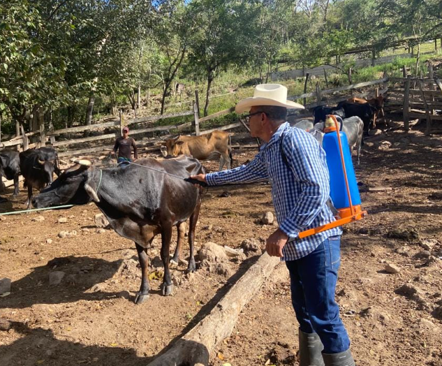 Inicia segunda fase del Bono Ganadero que ejecuta la SAG