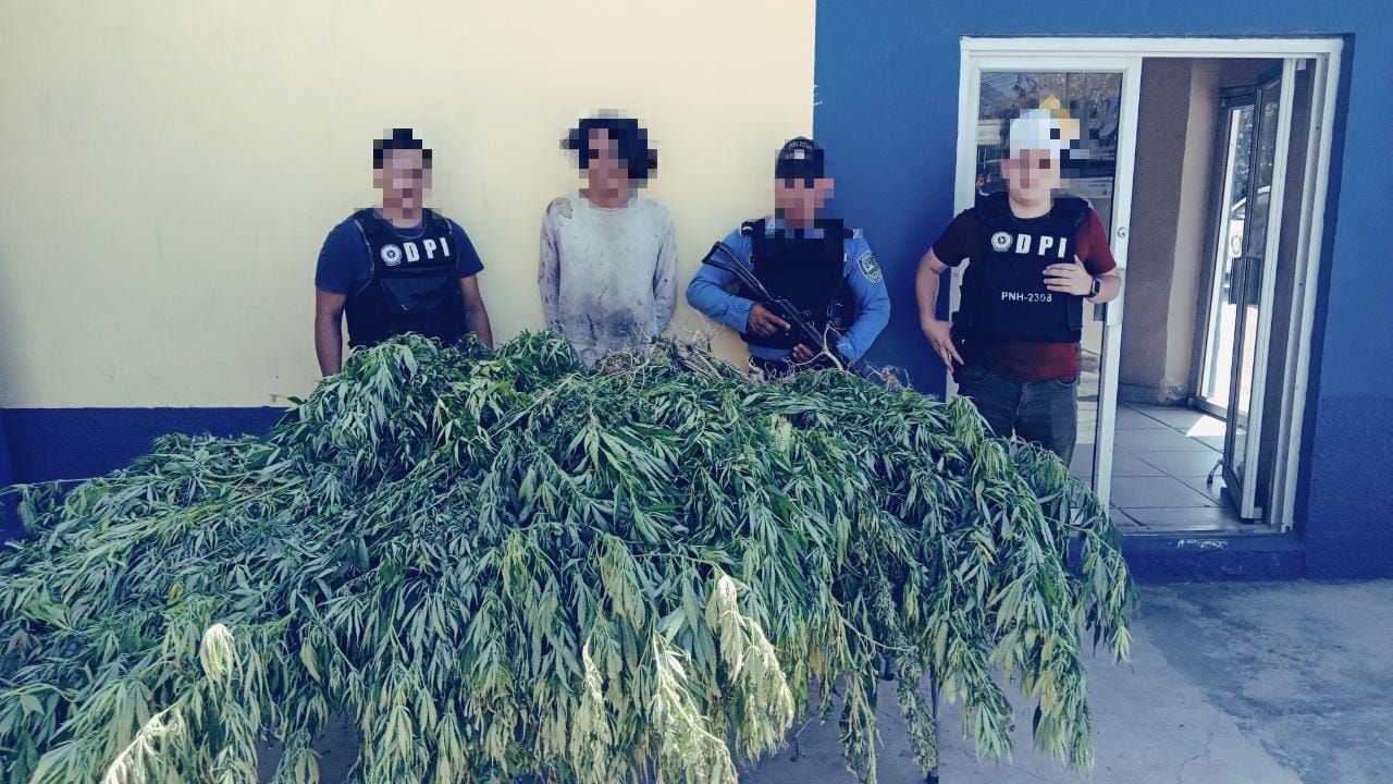 Policía Nacional localiza plantación de supuesta marihuana en Yoro Policía Nacional localiza plantación de supuesta marihuana en Yoro
