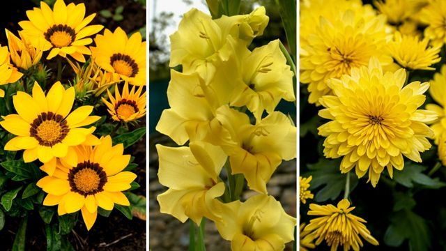 ¿Por qué se regalan flores amarillas cada 21 de marzo?