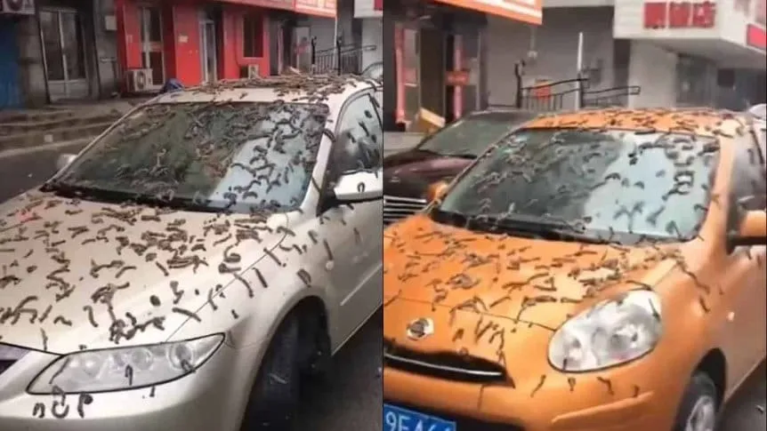 Lluvia de gusanos en China