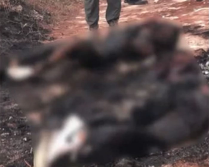 Matan y queman a jóvenes en dos hechos violentos en el país