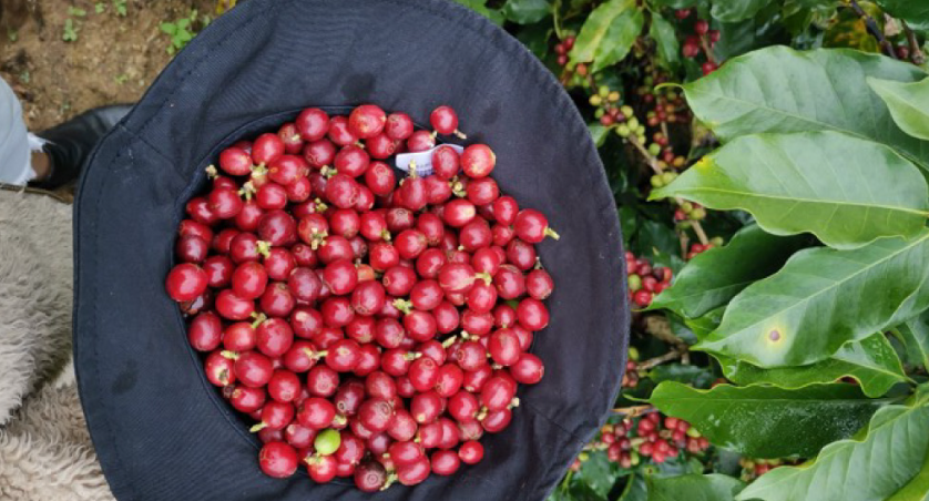 Bajarán aranceles al café para incentivar a nuevos socios chinos Bajarán aranceles al café para incentivar a nuevos socios chinos
