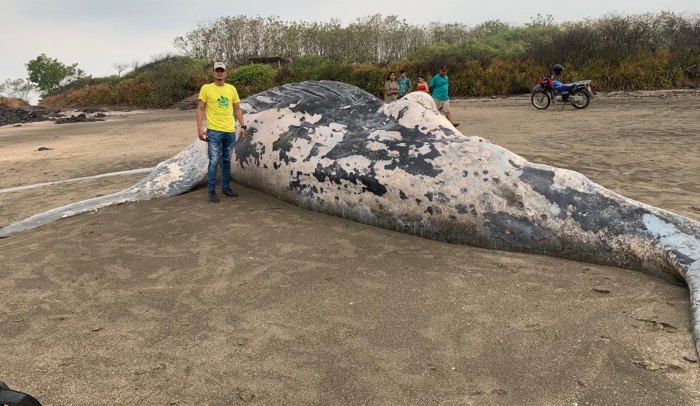 Hallan una ballena joroba muerta en una playa del Pacífico de Nicaragua