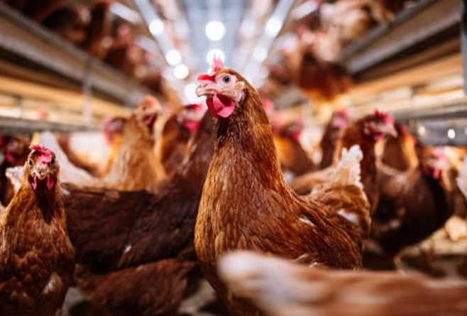 Un hombre es enviado a prisión por asustar hasta la muerte a miles de pollos Un hombre es enviado a prisión por asustar hasta la muerte a miles de pollos